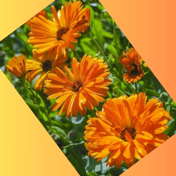 Calendula: Nature's Medicine for Wounds and Skin Health