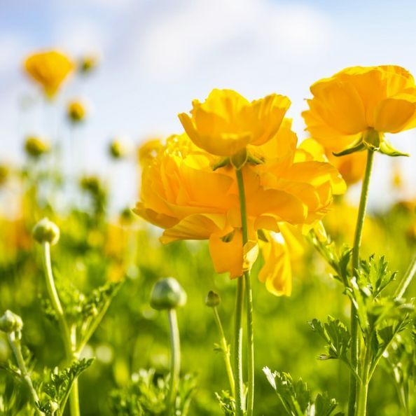 From Sleepless Nights to Serene Dreams: Exploring California Poppy's Soothing Benefits 🌼
