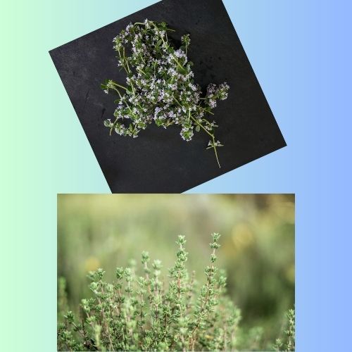 From Garden to Medicine Cabinet: How Thyme is Revolutionizing Herbalism